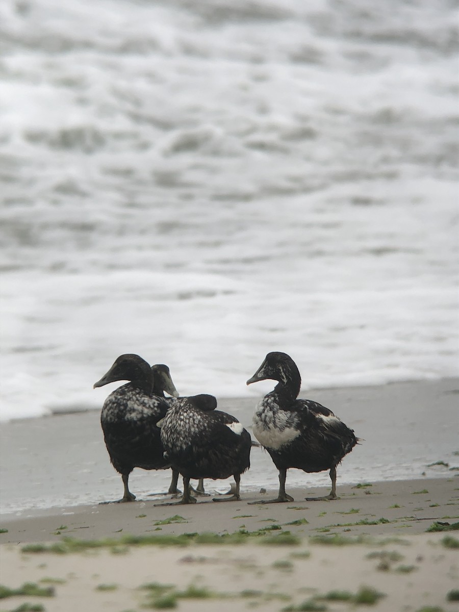 Common Eider - ML644238687