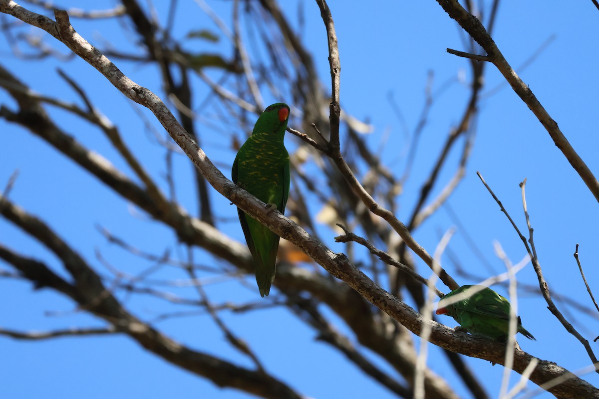 Scaly-breasted Lorikeet - ML644238688