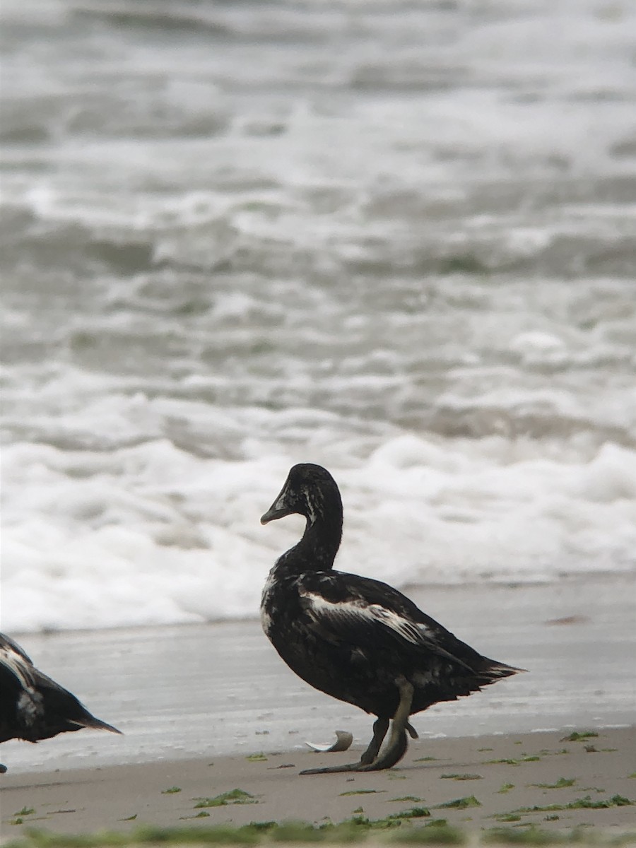 Common Eider - ML644238689