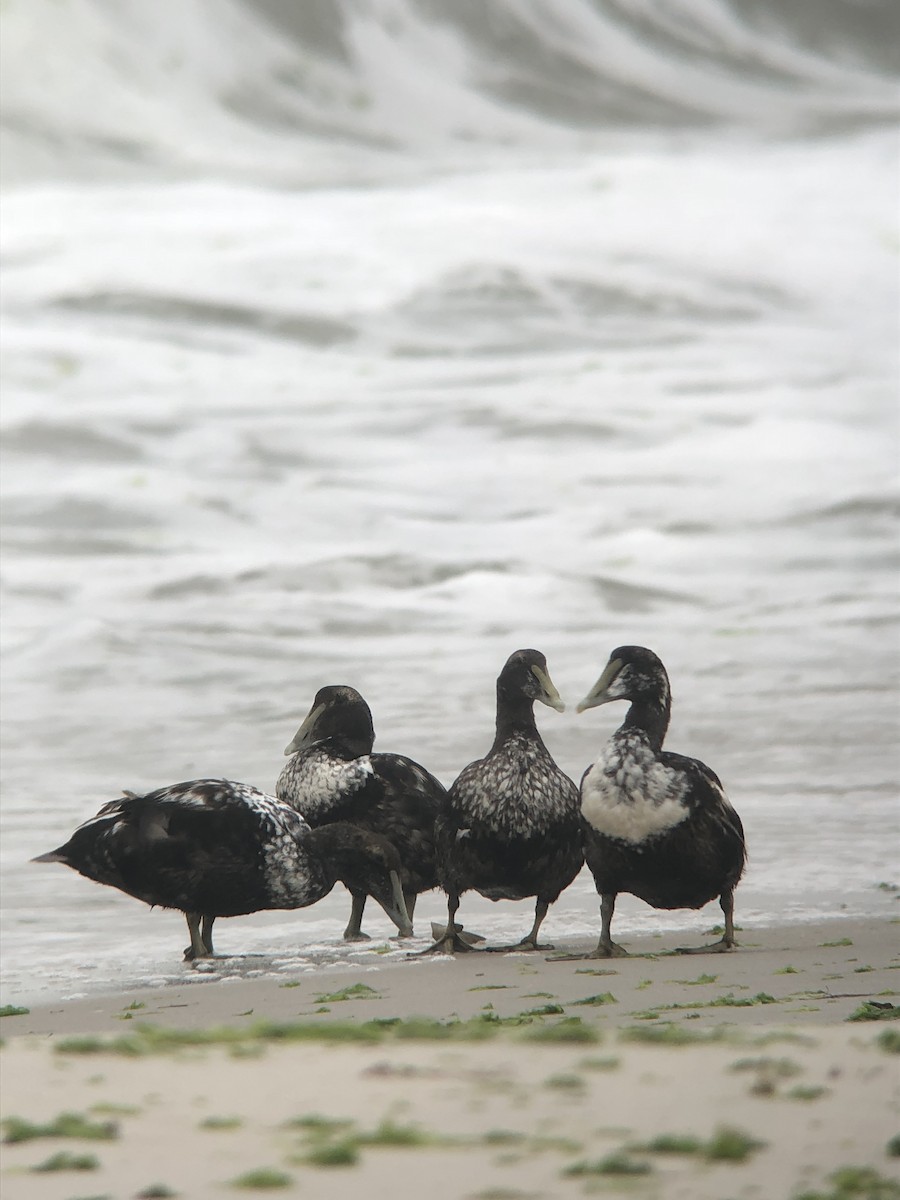 Common Eider - ML644238690