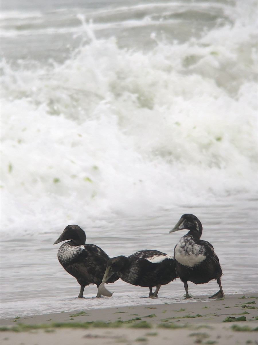 Common Eider - ML644238691