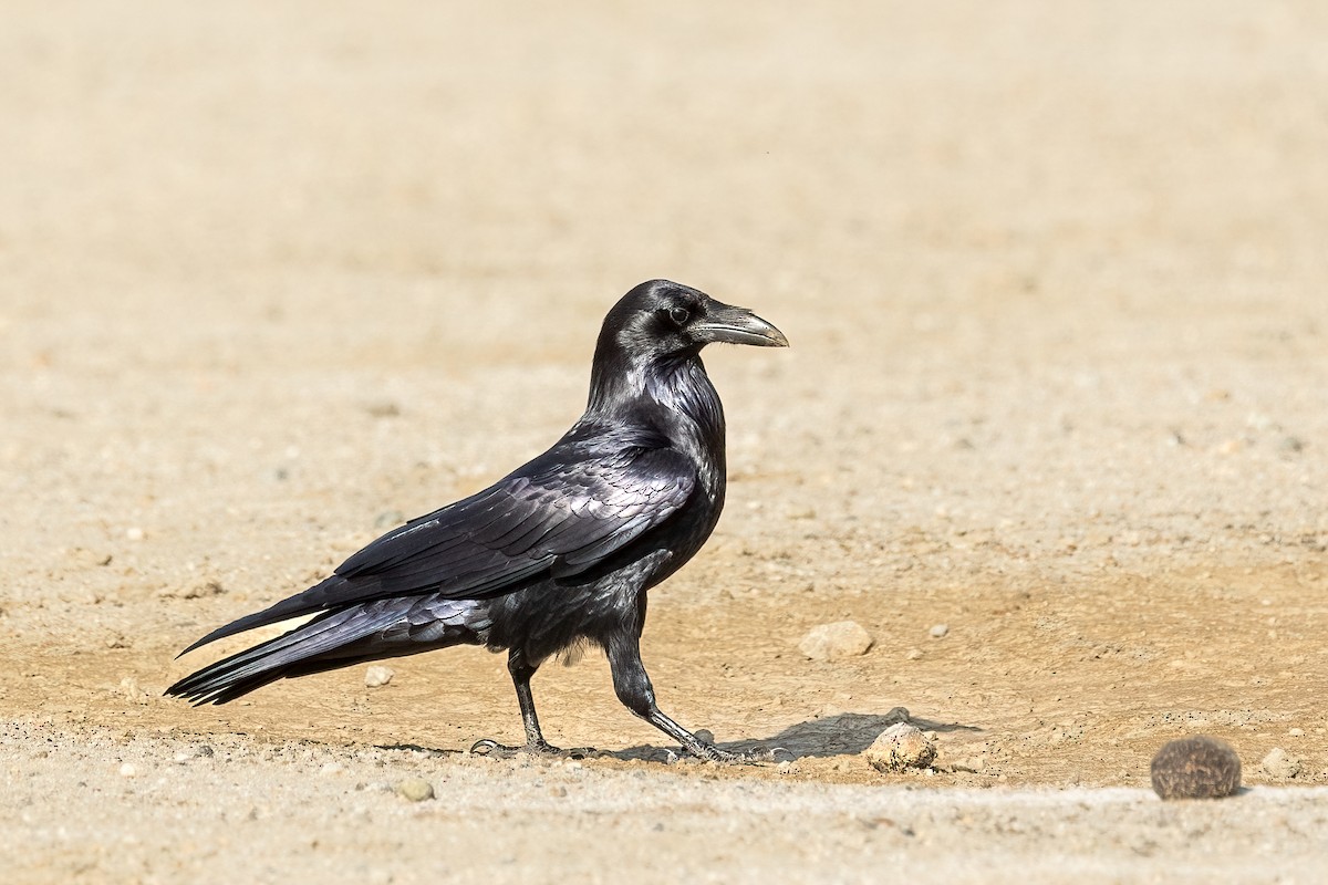 Grand Corbeau - ML644238697