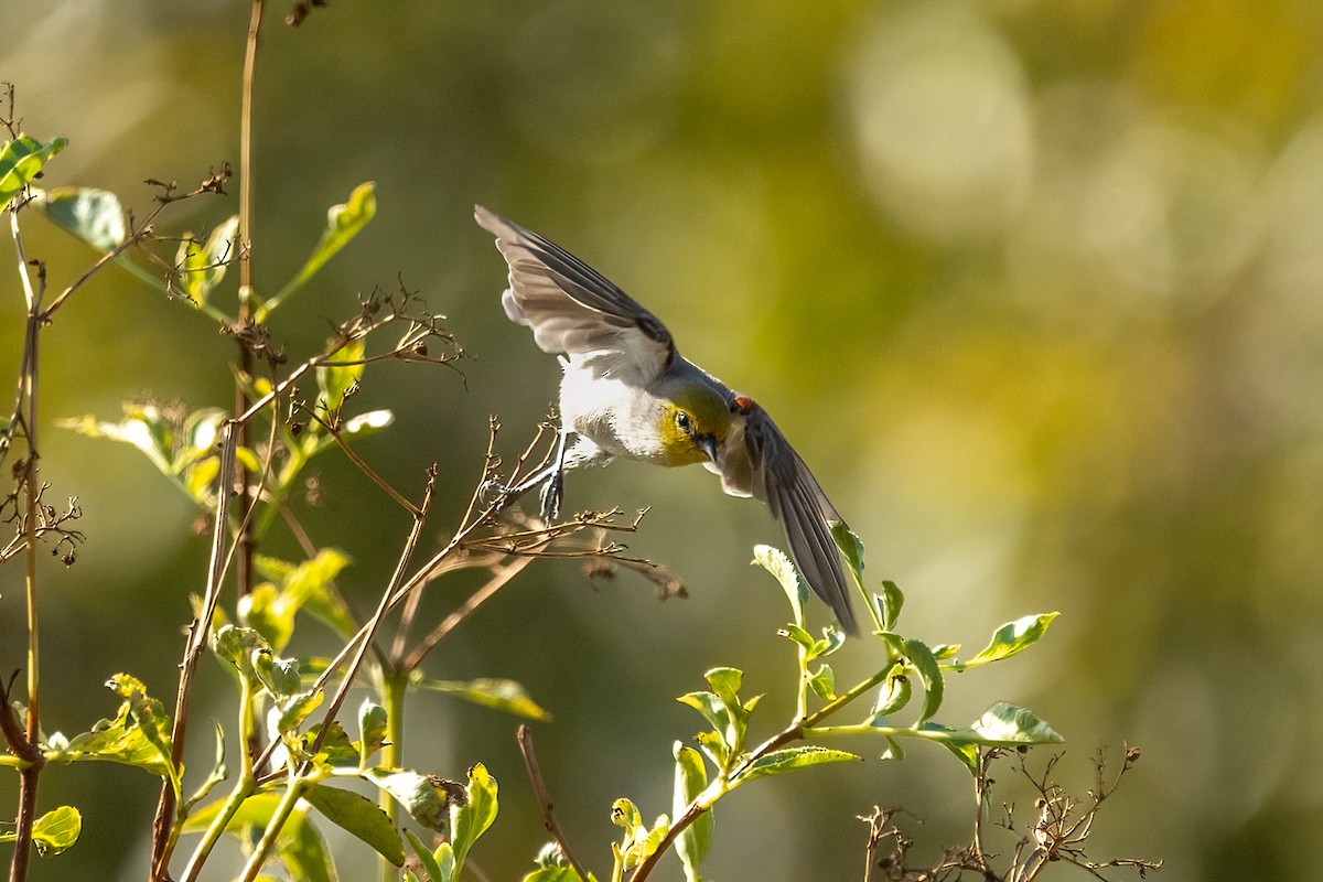 Auripare verdin - ML644238710