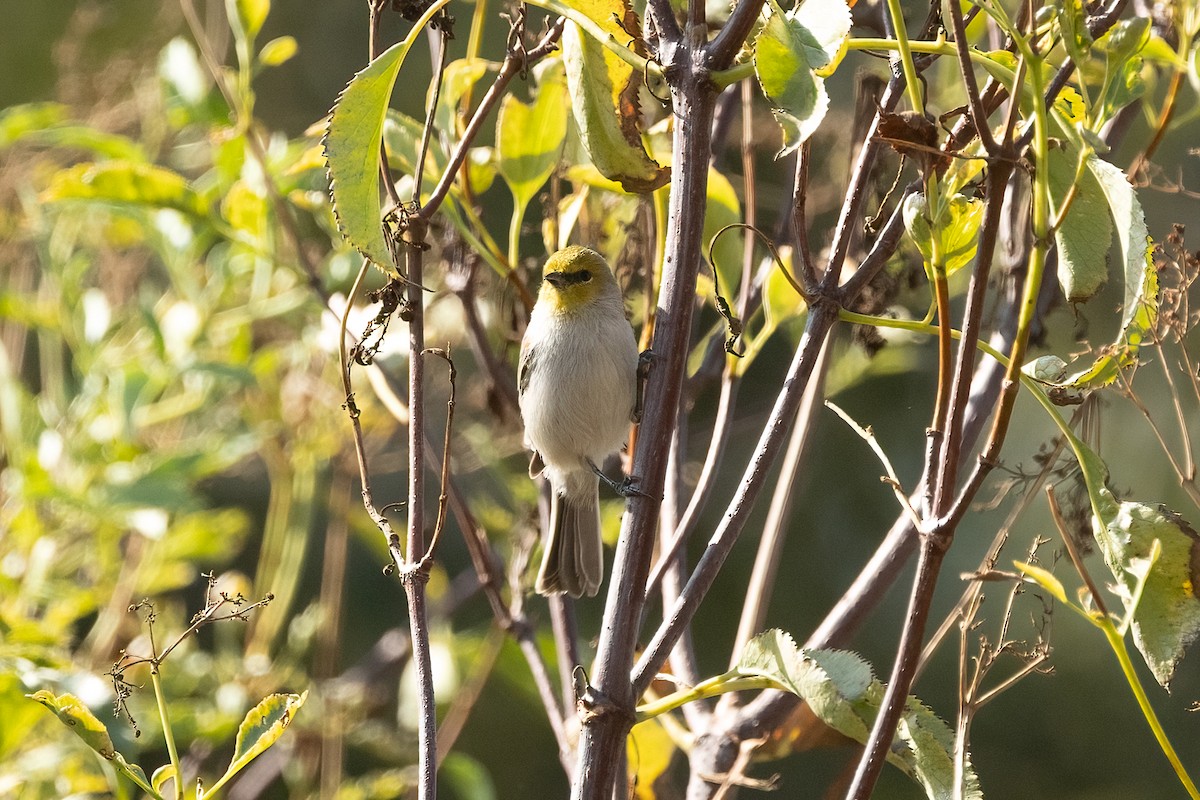 Auripare verdin - ML644238711