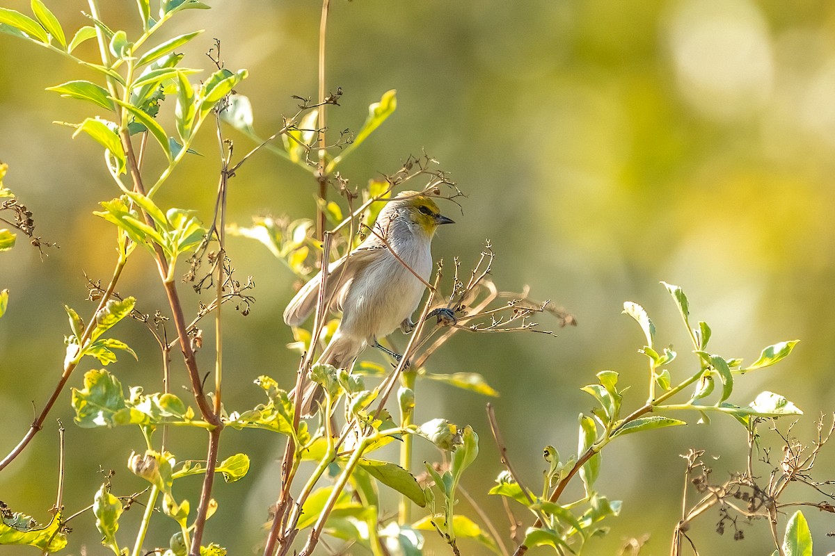 Auripare verdin - ML644238712