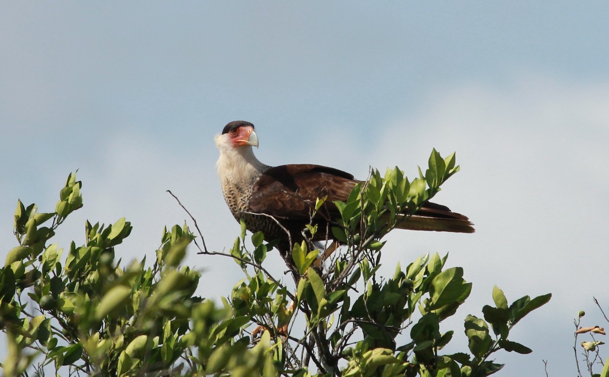Caracara Carancho (norteño) - ML644238713