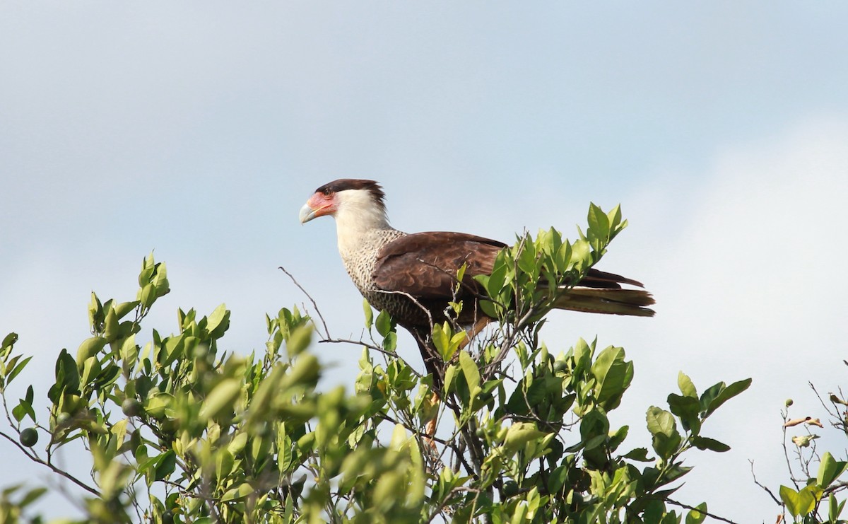 Caracara Carancho (norteño) - ML644238714