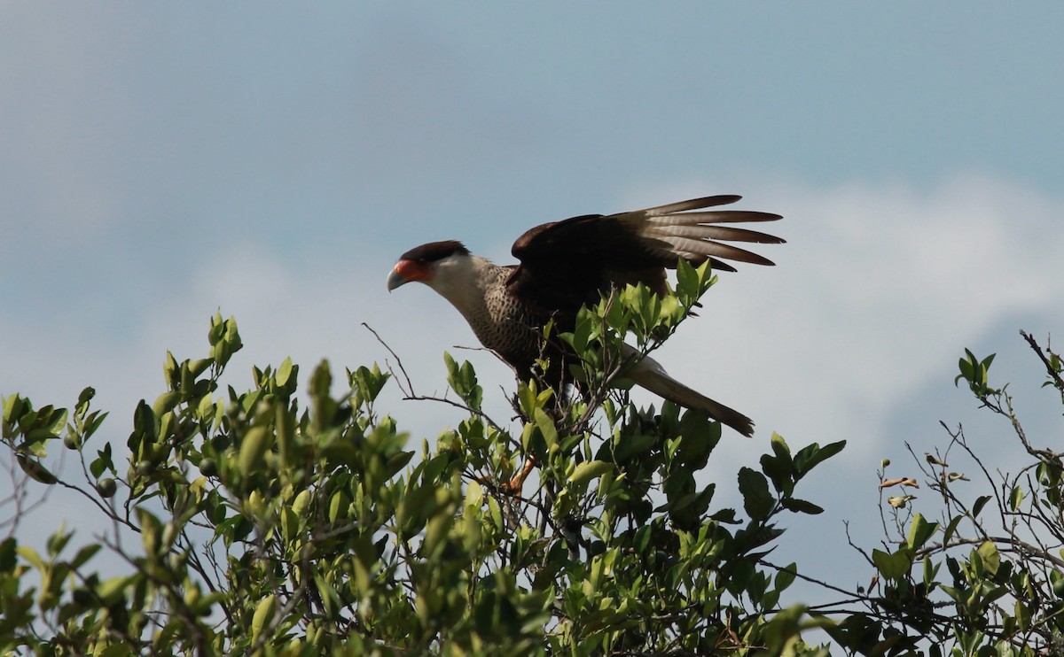 Caracara Carancho (norteño) - ML644238715