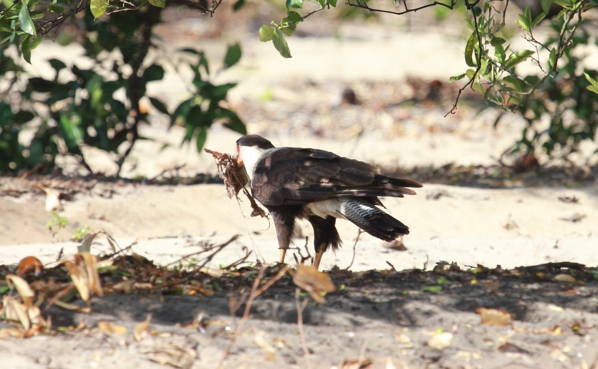 Caracara Carancho (norteño) - ML644238716