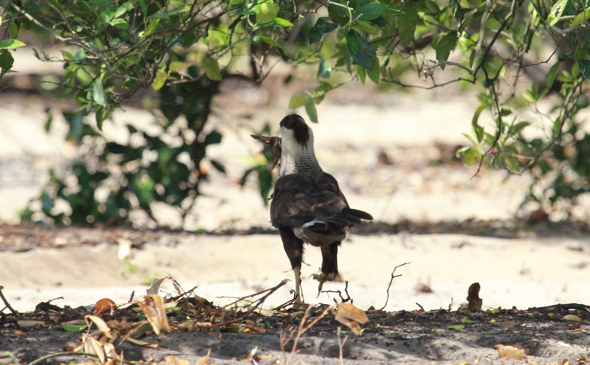Caracara Carancho (norteño) - ML644238717