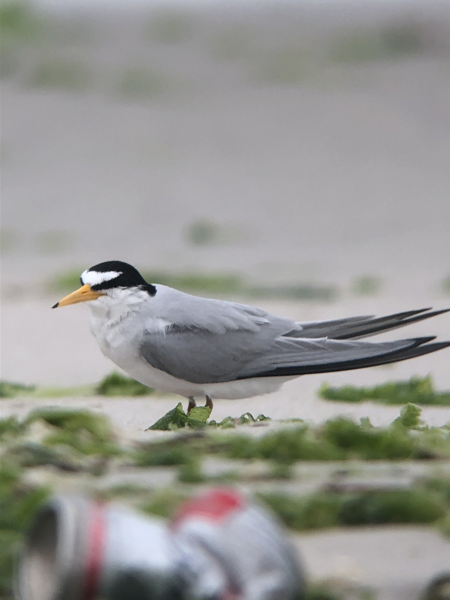 Least Tern - ML644238719