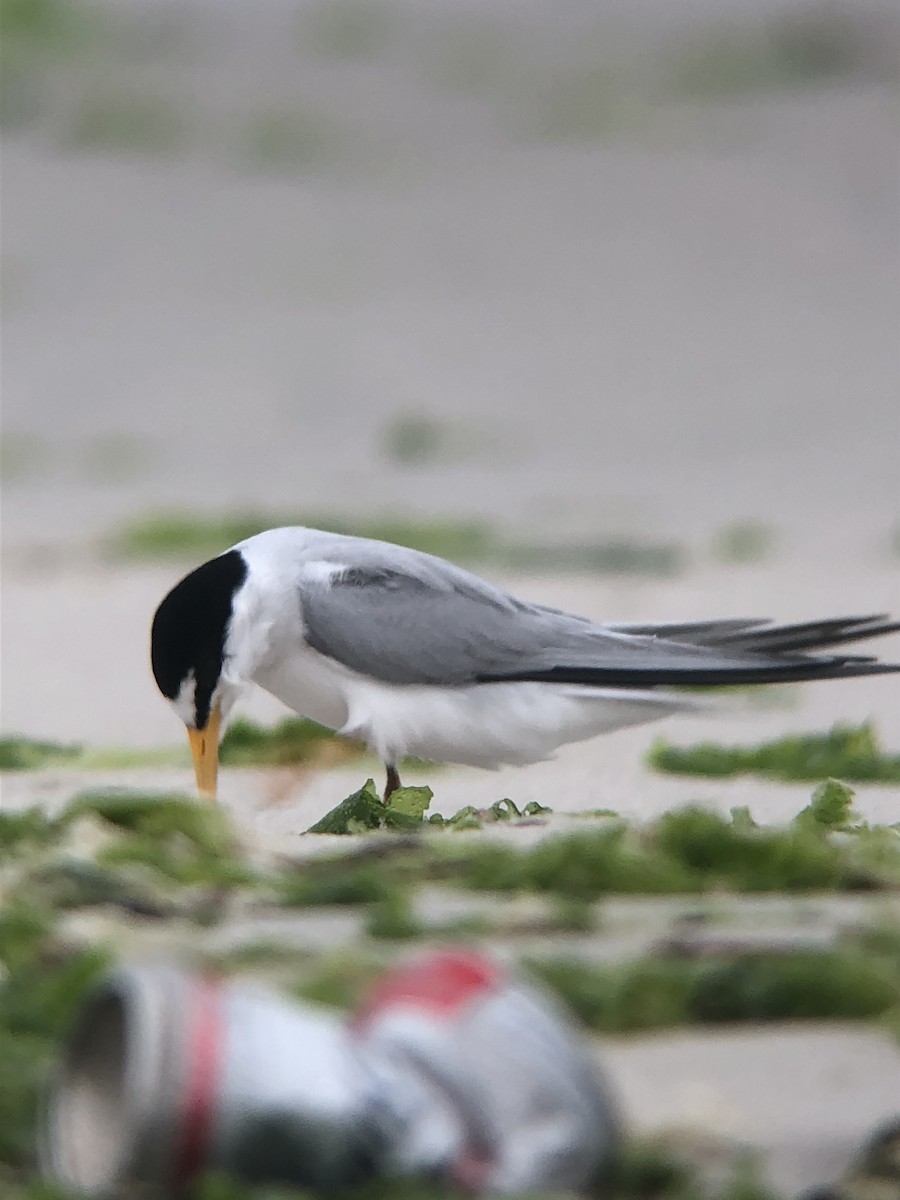 Least Tern - ML644238720