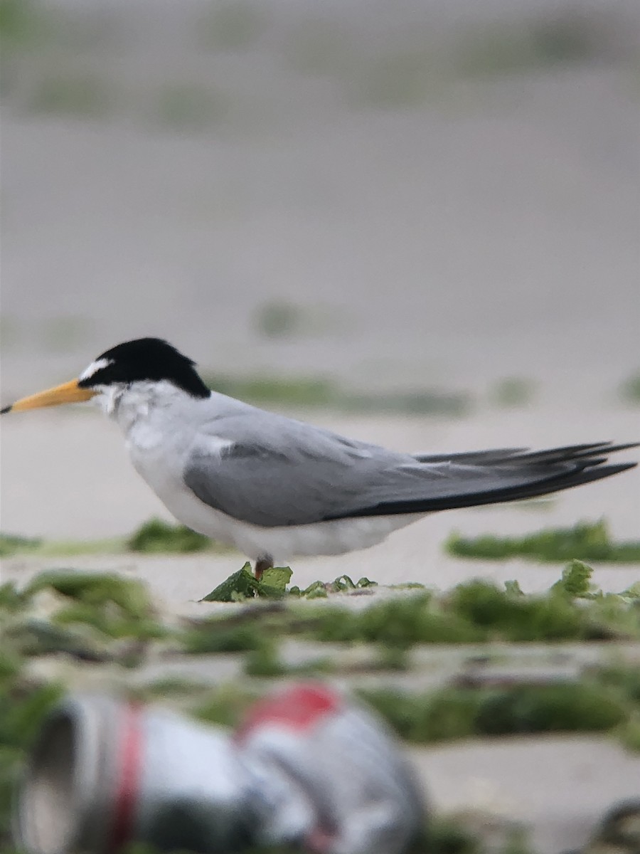 Least Tern - ML644238722
