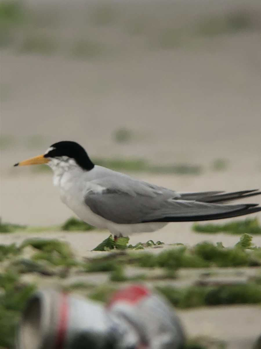 Least Tern - ML644238724