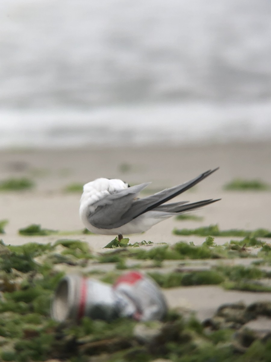 Least Tern - ML644238725