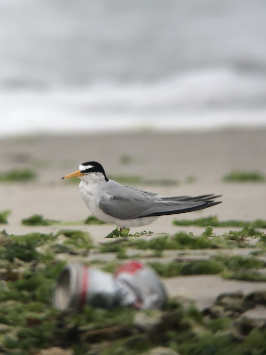 Least Tern - ML644238726