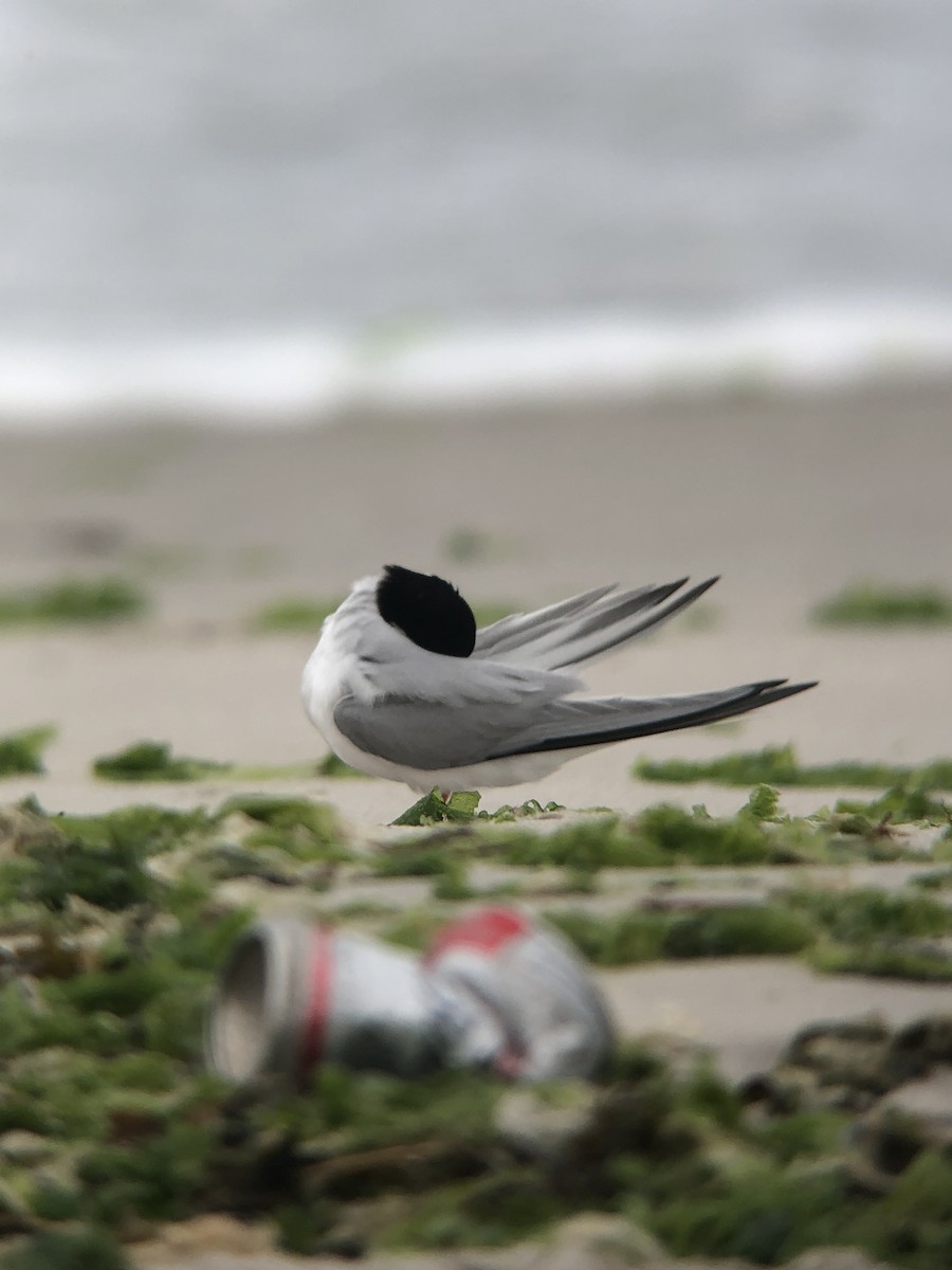 Least Tern - ML644238727