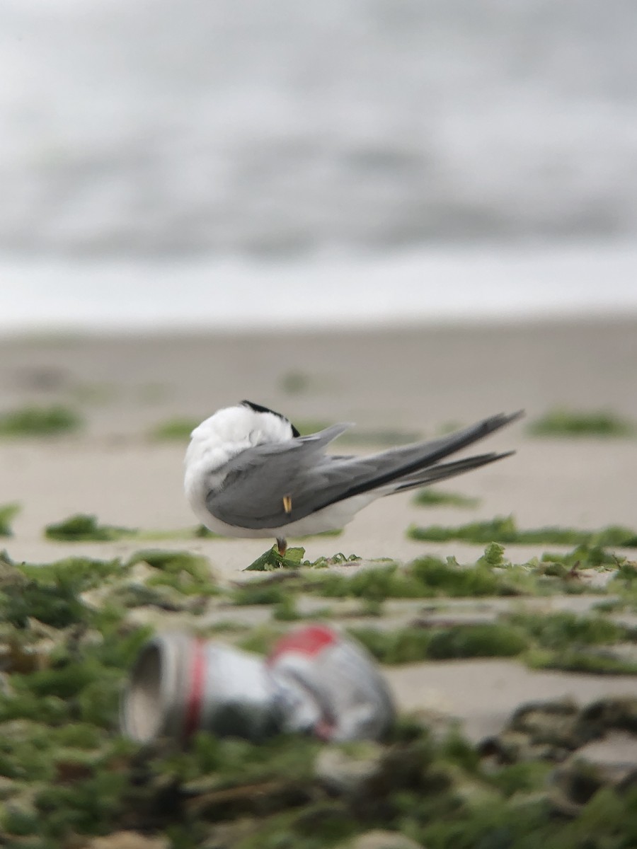 Least Tern - ML644238729