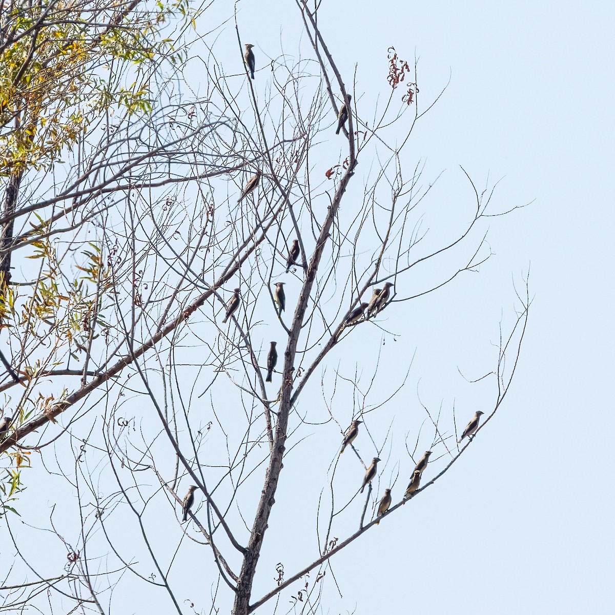 Jaseur d'Amérique - ML644238743