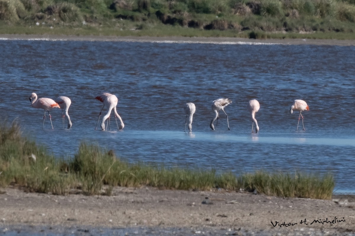 Chilean Flamingo - ML644238744