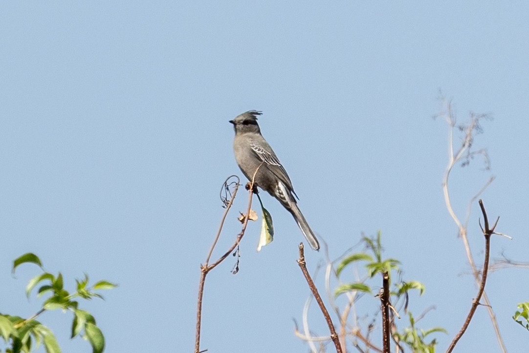 Phénopèple luisant - ML644238757