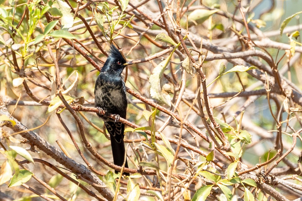 Phénopèple luisant - ML644238758