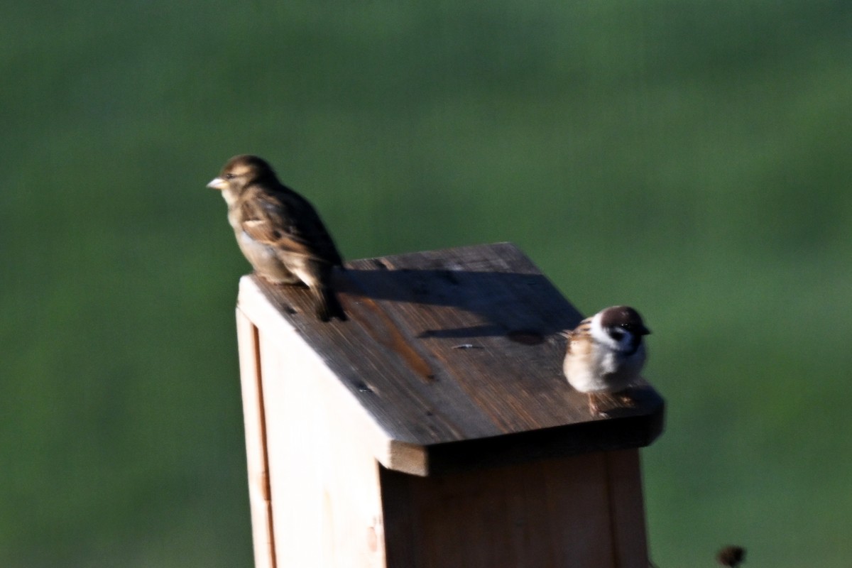 Eurasian Tree Sparrow - ML644238765