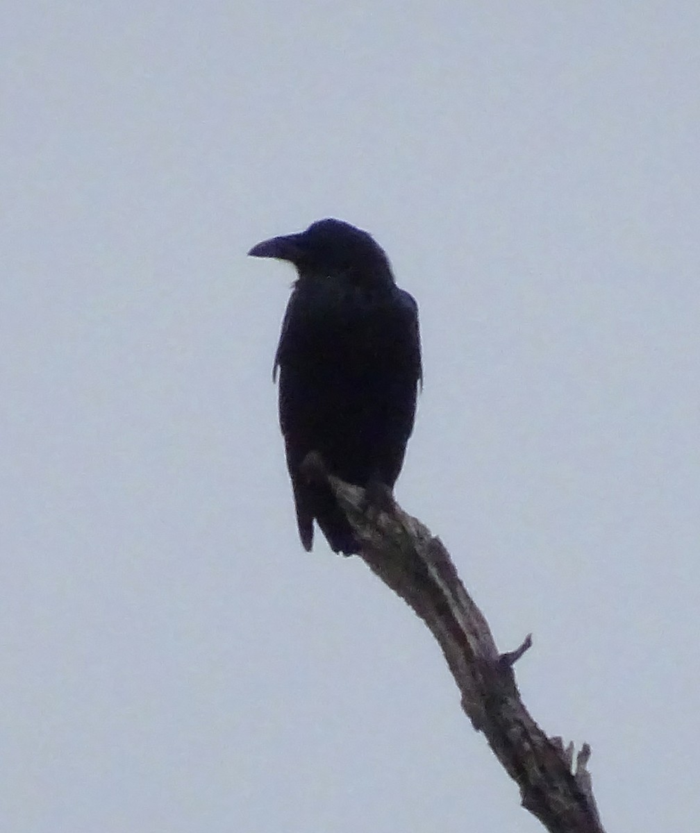 Grand Corbeau - ML644238776