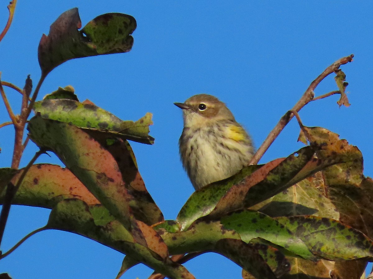 סבכון הכתר - ML644238782
