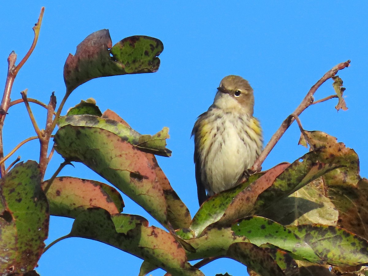 סבכון הכתר - ML644238783