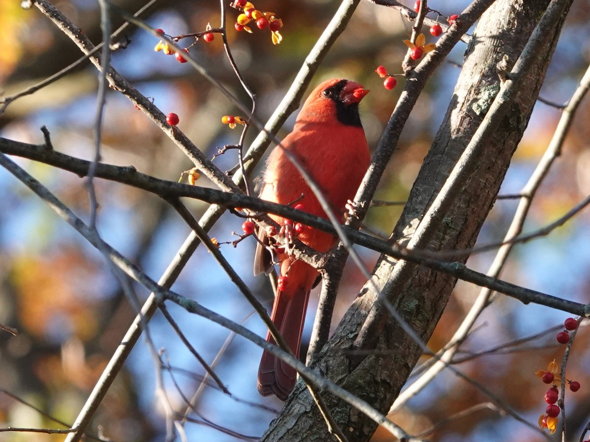 Rotkardinal - ML644238785