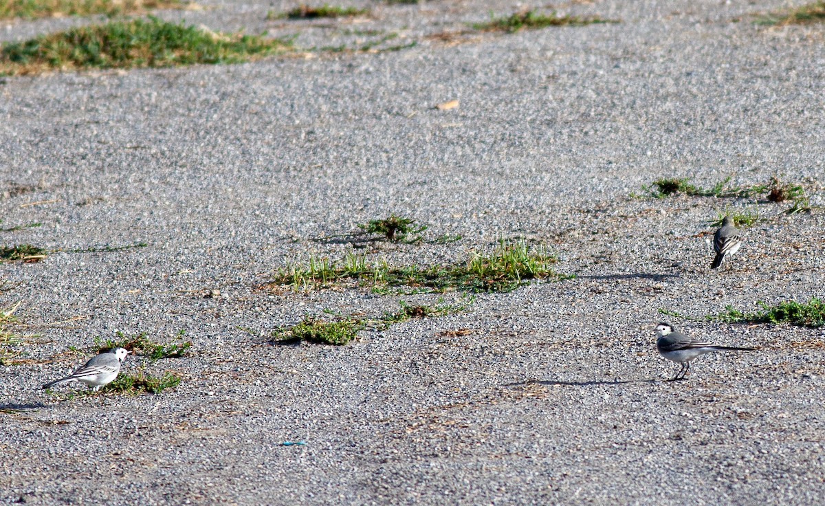 White Wagtail - ML644238793