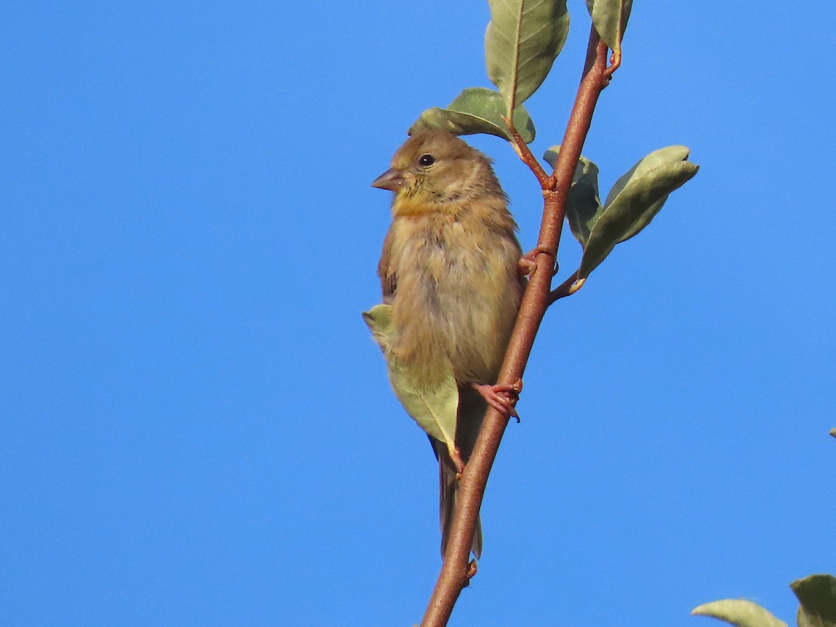 American Goldfinch - ML644238799