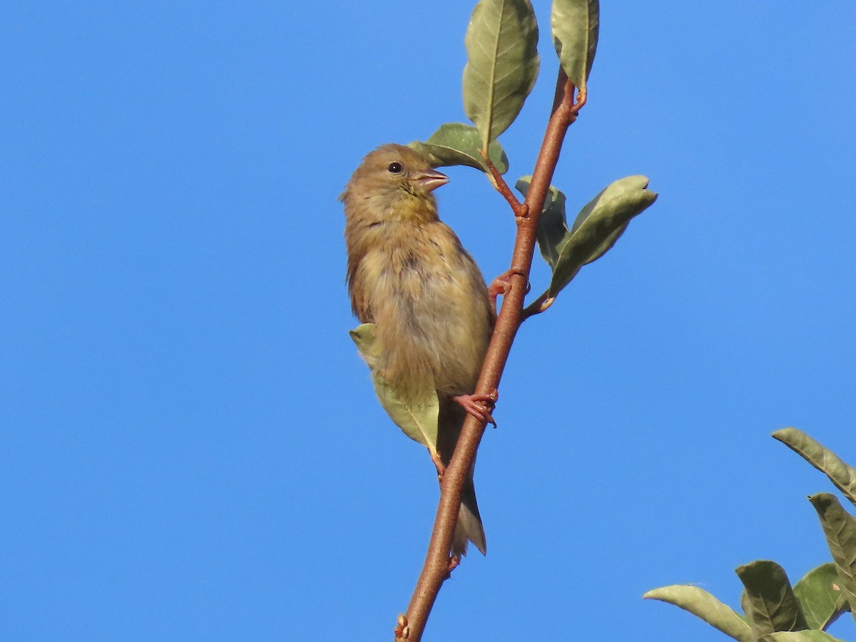 American Goldfinch - ML644238800