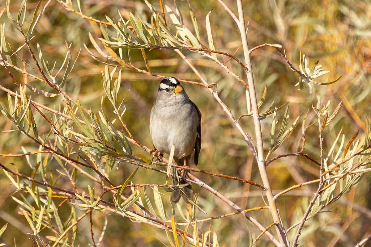 Bruant à couronne blanche - ML644238807