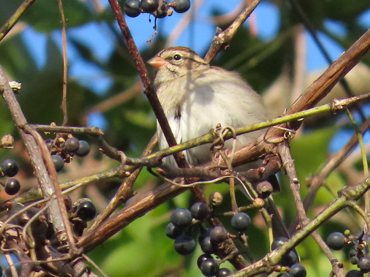 Chipping Sparrow - ML644238811