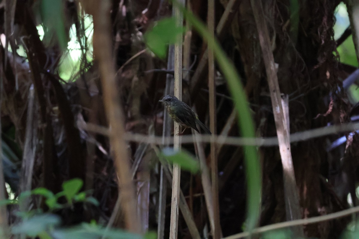 Королець жовтий - ML644238825