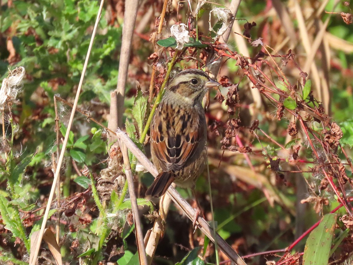 Swamp Sparrow - ML644238831