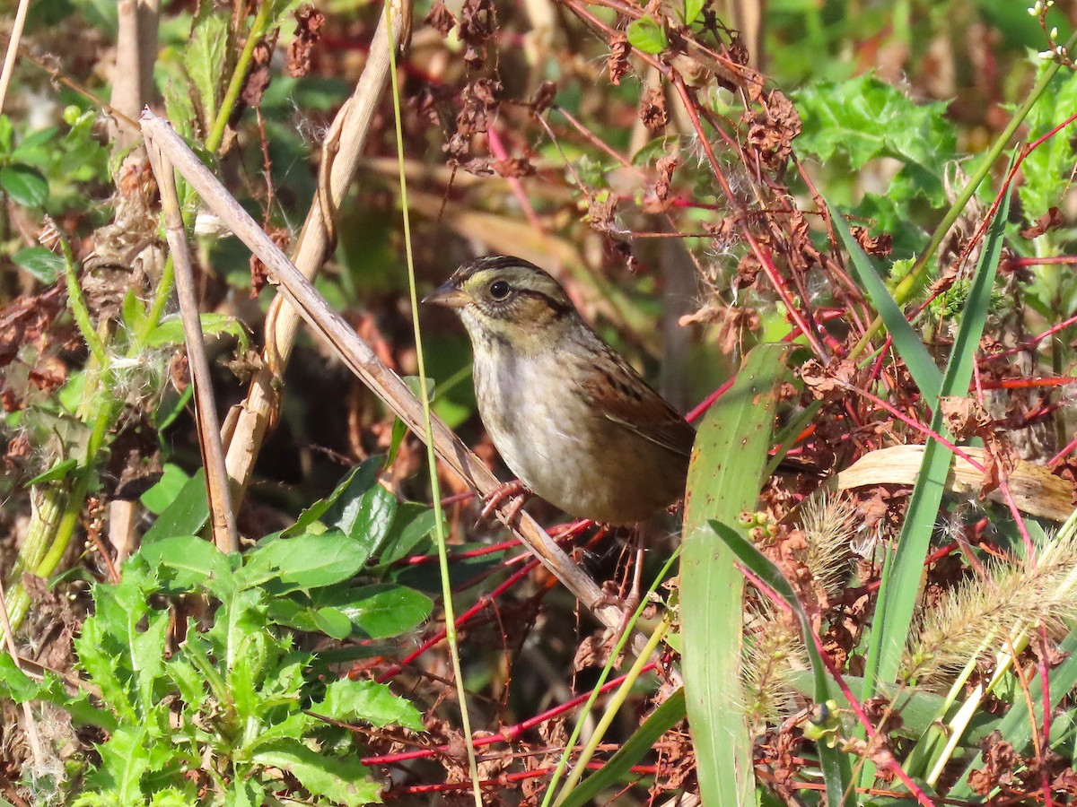 Swamp Sparrow - ML644238832
