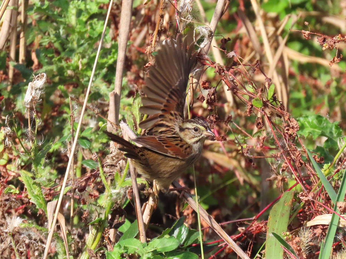 Swamp Sparrow - ML644238833