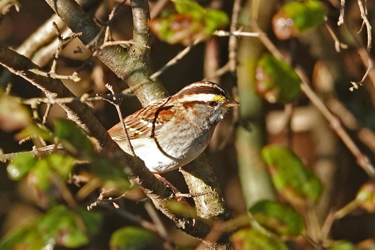 Weißkehlammer - ML644238834