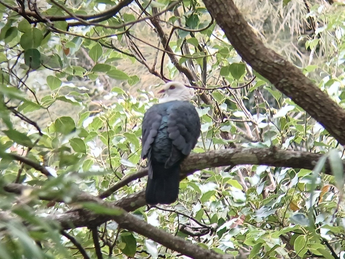 holub běloprsý - ML644238846