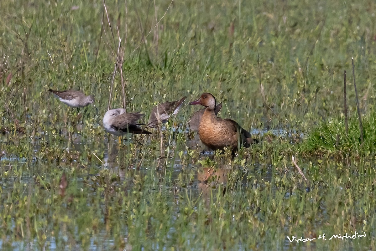 brasiland - ML644238847