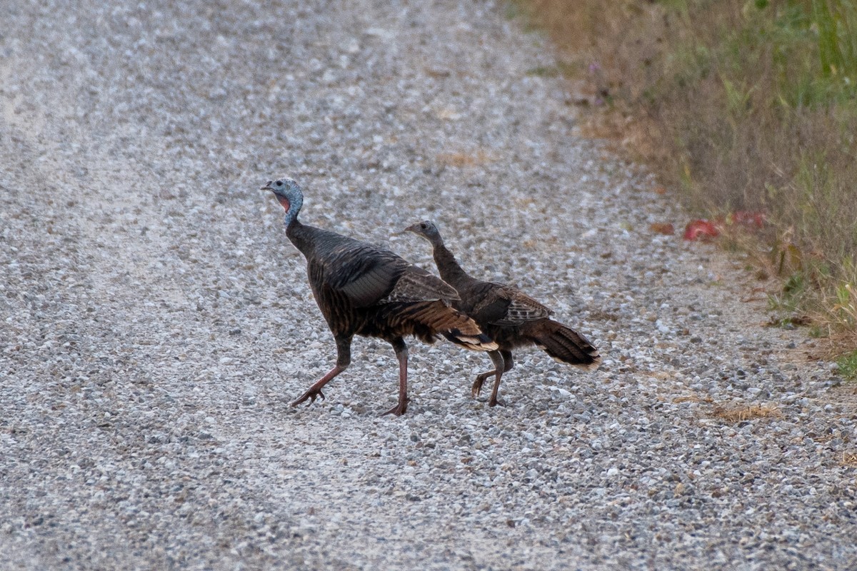 Wild Turkey - ML644238850