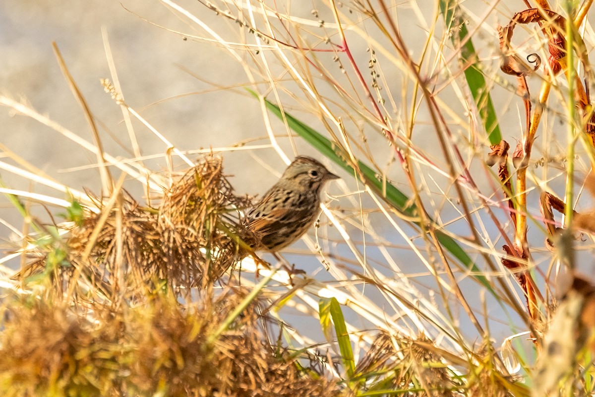 Bruant de Lincoln - ML644238855