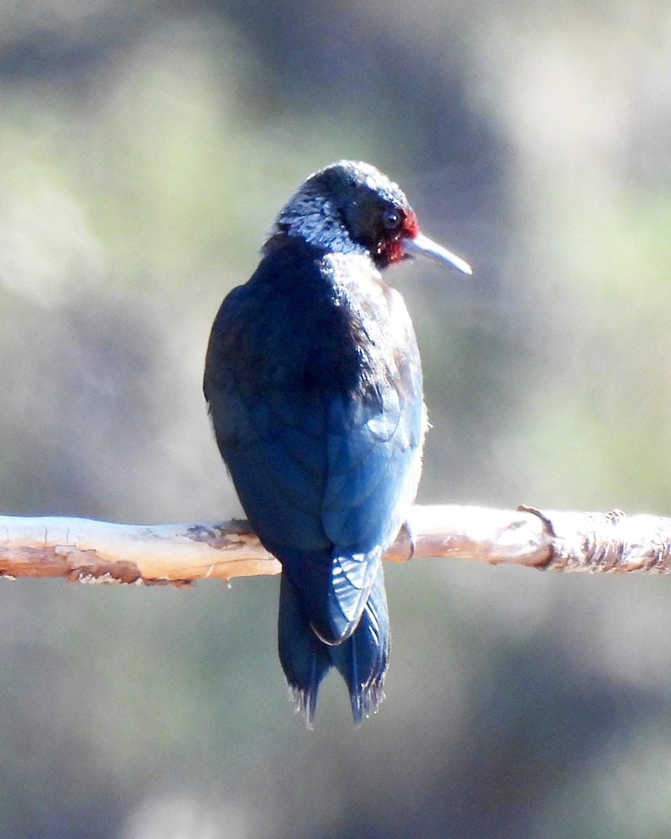 Lewis's Woodpecker - ML644238879