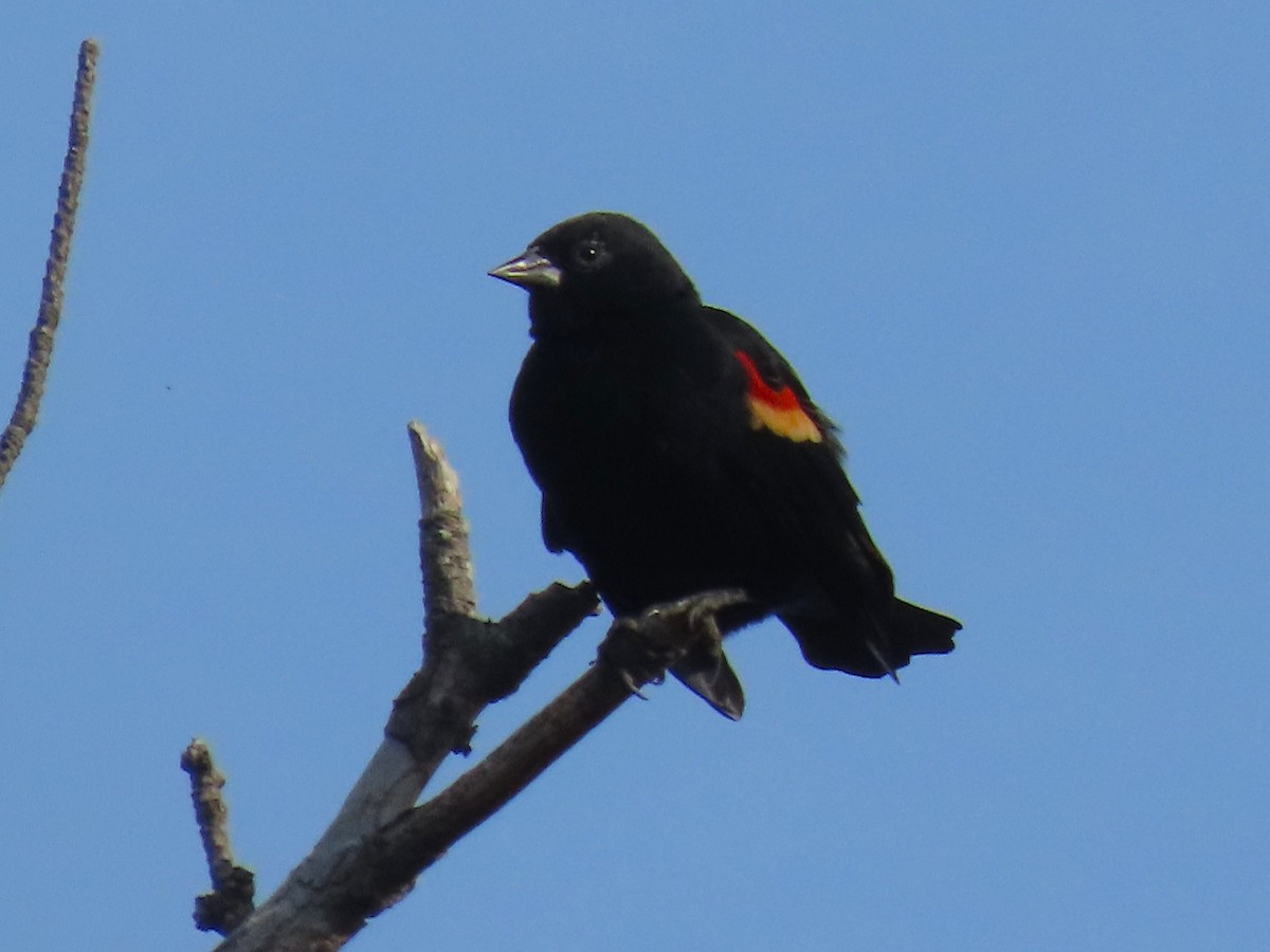 שחרורית אדומת-כנף - ML644238885