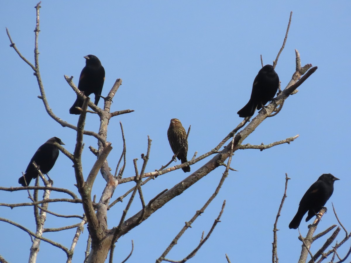 שחרורית אדומת-כנף - ML644238887