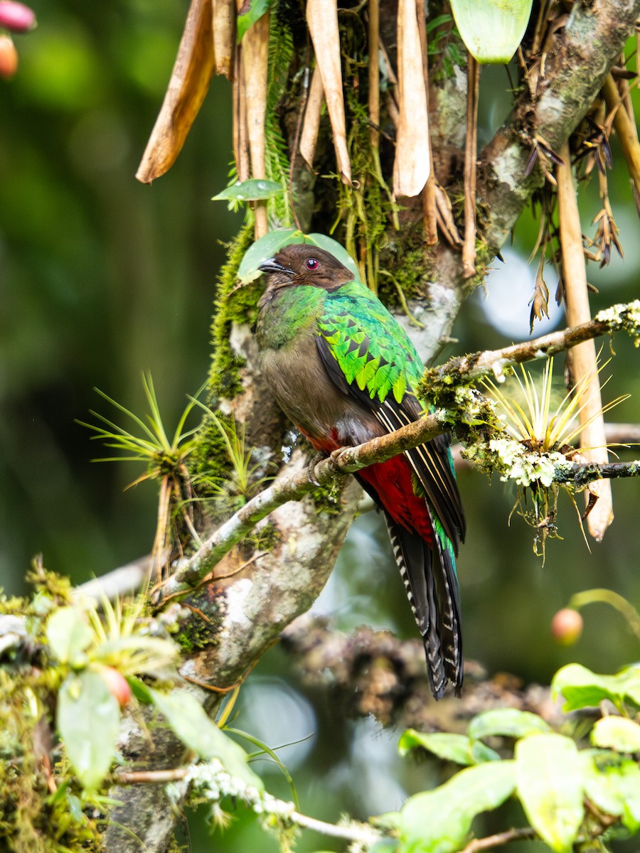 kvesal chocholkatý - ML644238891
