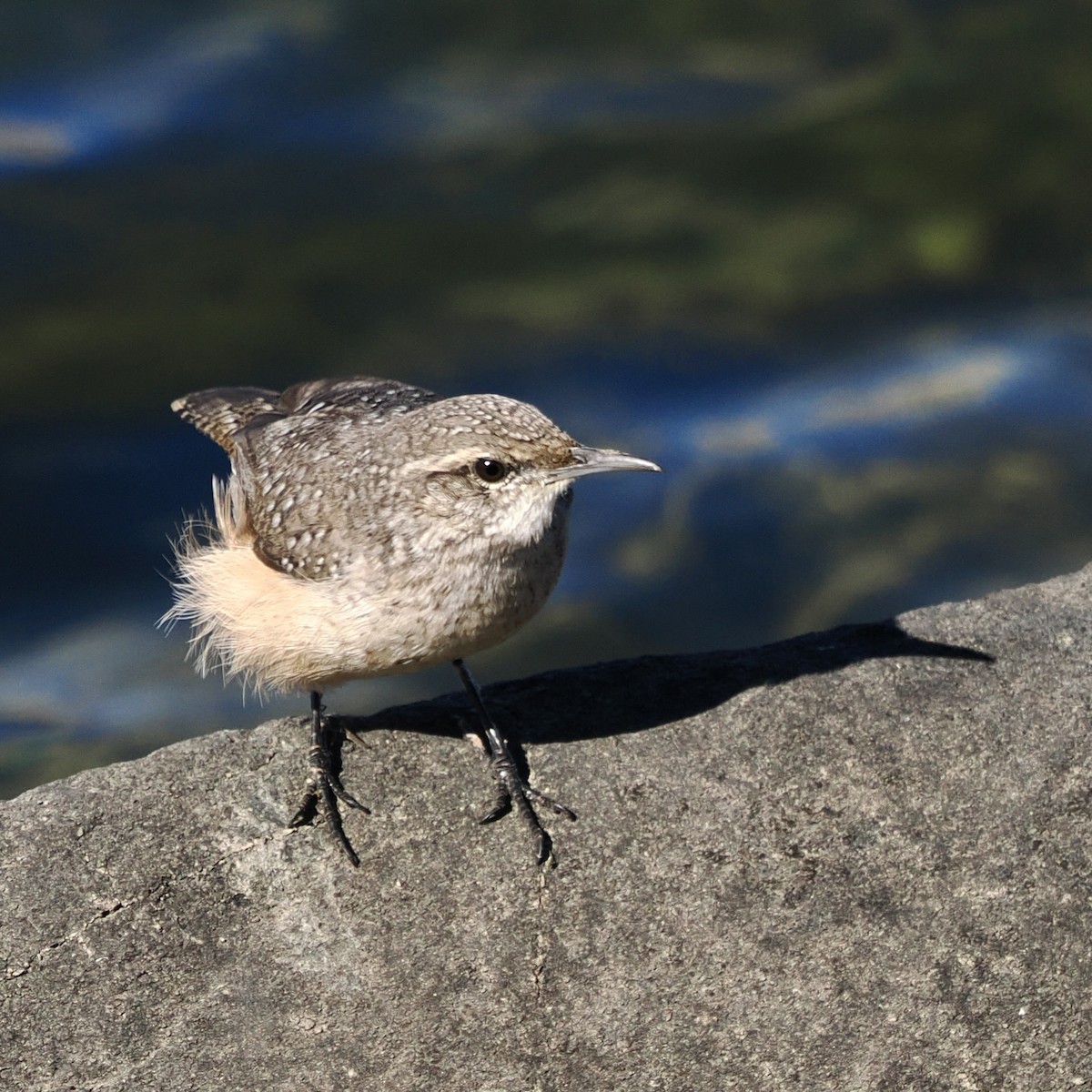 Rock Wren - ML644238910